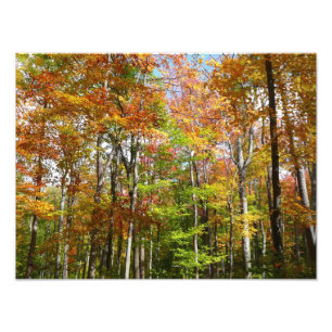 Forêt d'automne II Photographie de paysage automna