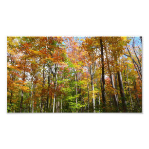 Forêt d'automne II Photographie de paysage automna