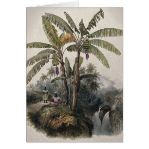 Forêt de bananiers tropicaux antiques Bota vinta