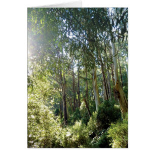 "Forêt de Lyrebird" photographie carte quotidienne