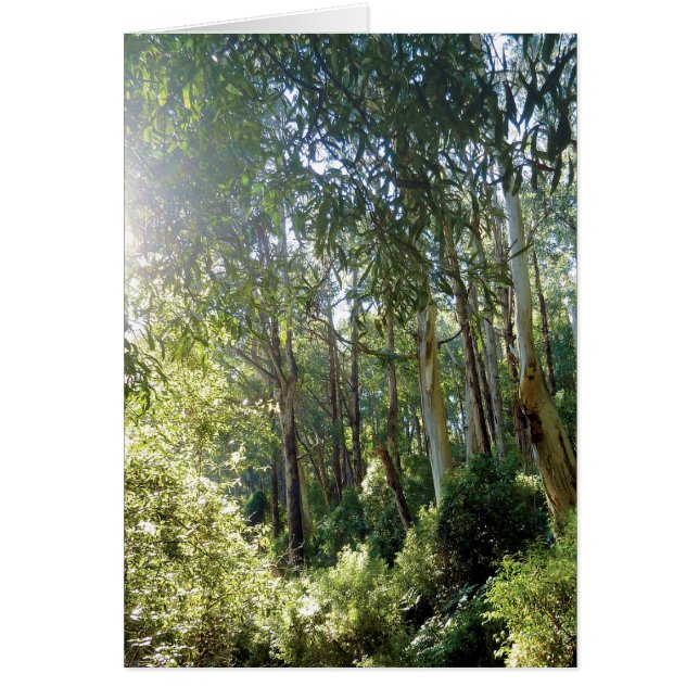 "Forêt de Lyrebird" photographie carte quotidienne (Devant)