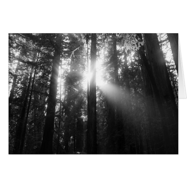 Forêt de séquoia (Devant Horizontal)