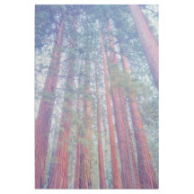 Forêt de Sequoia