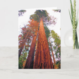 Forêt de séquoia - masquez la carte de voeux