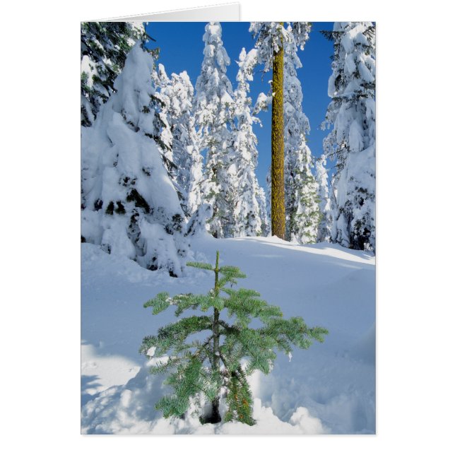 Forêt enneigée en Oregon (Devant)