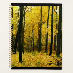 Forêt jaune d'automne