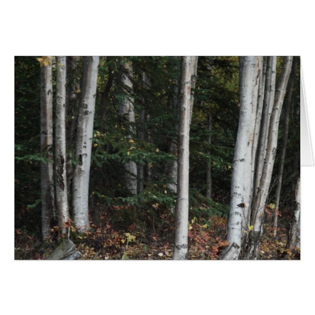 Forêt pour les arbres par Logan Guinn (Devant horizontal)