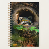 Forêt | Raccoon Peeking (Devant)
