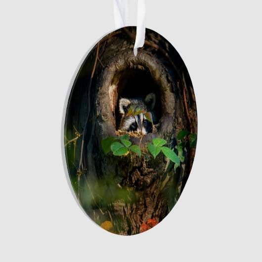 Forêt | Raccoon Peeking (devant)