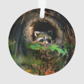 Forêt | Raccoon Peeking (dos)