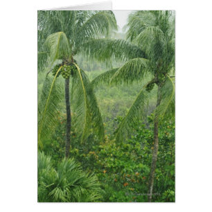 Forêt tropicale tropicale