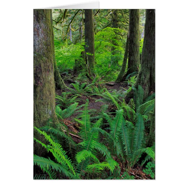 Forêt verte luxuriante Pittoresque (Devant)