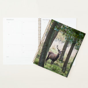 Forêt Woodlands & Red Deer