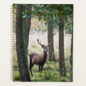 Forêt | Woodlands & Red Deer (Devant)
