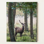 Forêt | Woodlands & Red Deer (Dos)