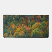 forêts mixtes (Recto)