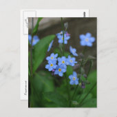 Forget-me-not flower briefkaart (Voorkant / Achterkant)