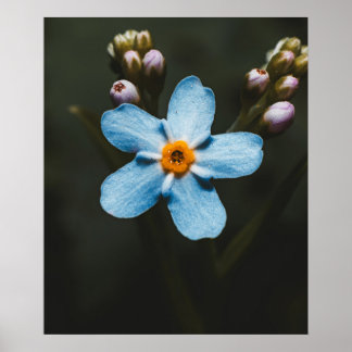 Forget Me Not Poster