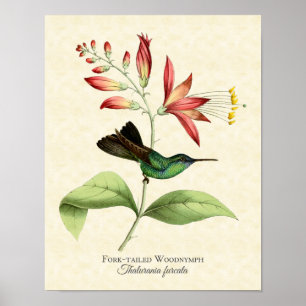 Fork Tailing Wood Nymph Hummingbird Art Print