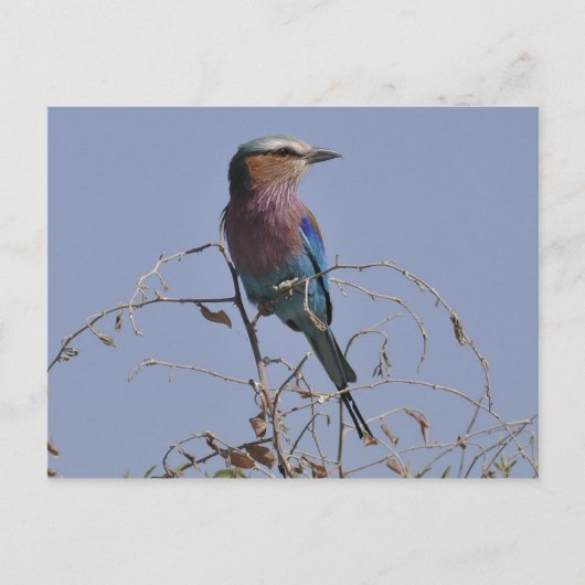 Forked Roller Bird Botswana Briefkaart (Voorkant)