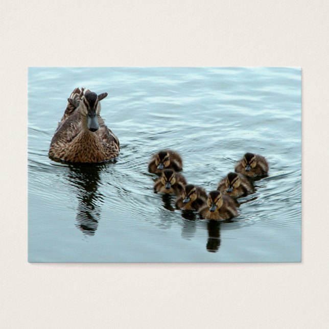 Formation de canard (Devant)