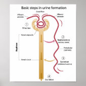 Formation de l'urine Poster (Devant)