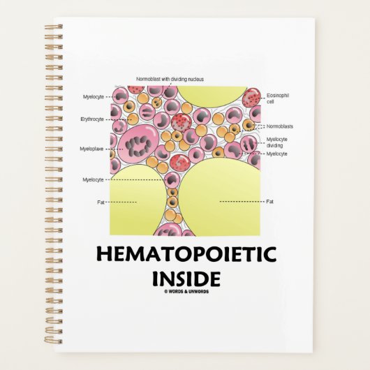 Formation des cellules hématopoietiques (Devant)