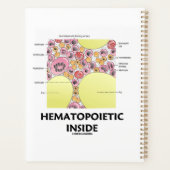 Formation des cellules hématopoietiques (Dos)