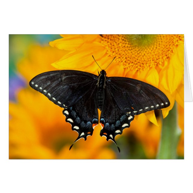 Forme Noire De Tigre Oriental (Devant horizontal)