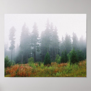 Forrest Fog Pine Trees Waarde Poster Papier