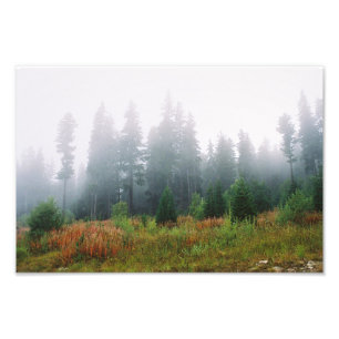 Forrest ochtend, Kodak Professional P Foto Afdruk