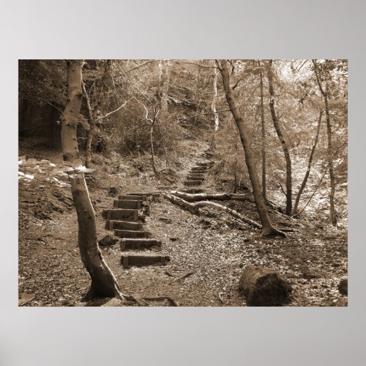 Forrest Steps XL Canvas Poster (Voorkant)