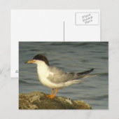 Forster's Tern Briefkaart (Voorkant / Achterkant)