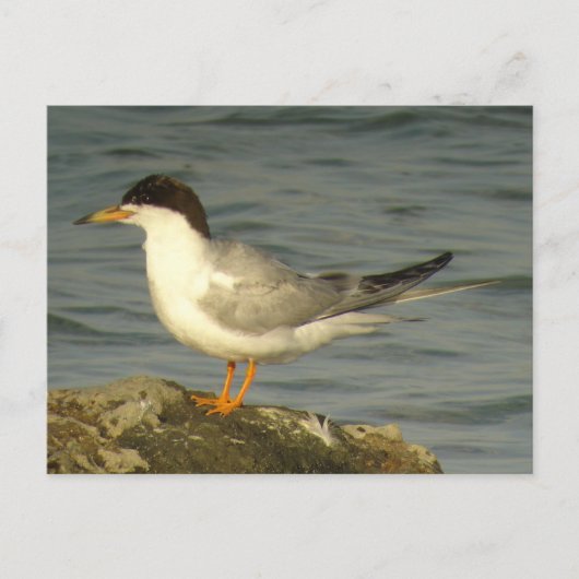 Forster's Tern Briefkaart (Voorkant)