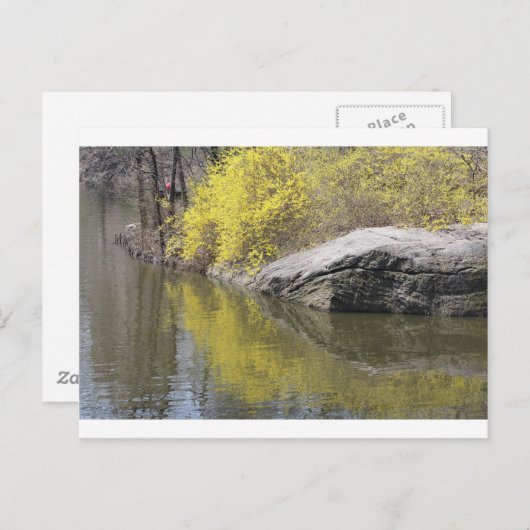 forsythia en reflectie briefkaart (Voorkant / Achterkant)