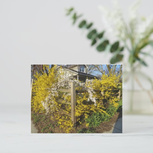 Forsythia Fence Briefkaart (Staand voorkant)