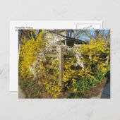 Forsythia Fence Briefkaart (Voorkant / Achterkant)