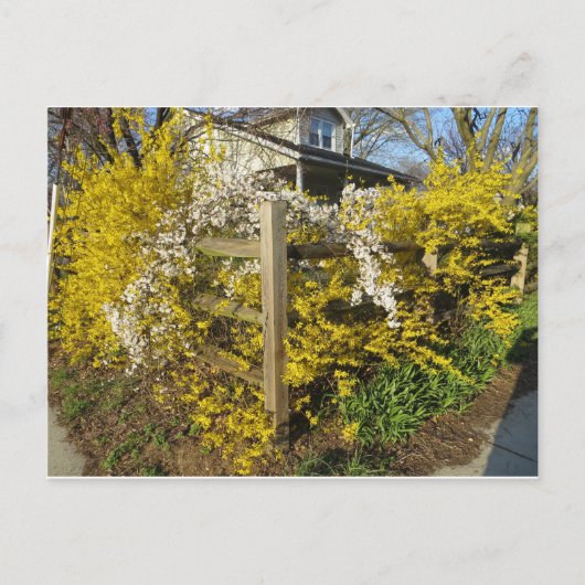 Forsythia Fence Briefkaart (Voorkant)