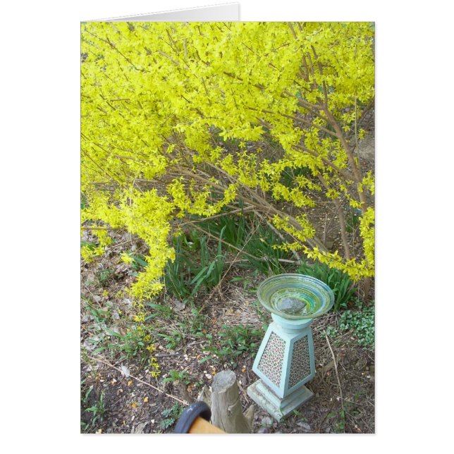 Forsythia in Bloom (Voorkant)