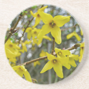 Forsythia in de lente zandsteen onderzetter