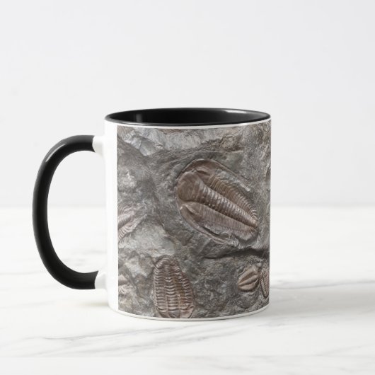 Fossiele trilobites: MOK TRILOBITE FOSSILEN (Links)