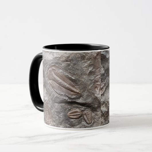 Fossiele trilobites: MOK TRILOBITE FOSSILEN (Voorkant links)