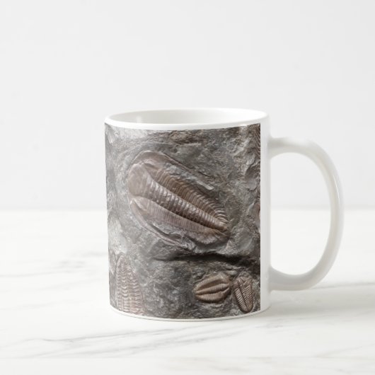 Fossiele trilobites: MOK TRILOBITE FOSSILEN (Rechts)