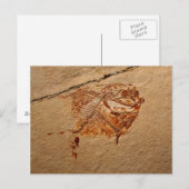 Fossiele vis uit de Cretacous van Libanon Briefkaart (Voorkant / Achterkant)