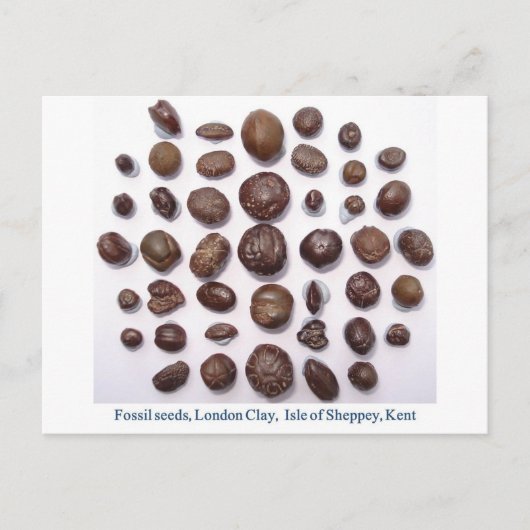 Fossiele zaden briefkaart (Voorkant)