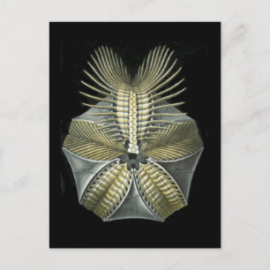 Fossiele Zee Urchin Briefkaart