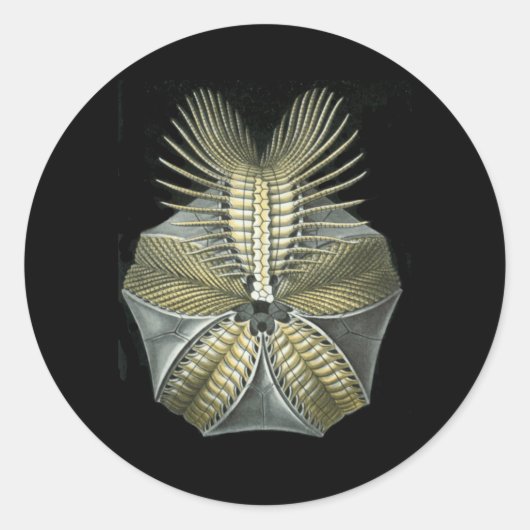 Fossiele Zee Urchin Ronde Sticker (Voorkant)