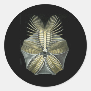 Fossiele Zee Urchin Ronde Sticker