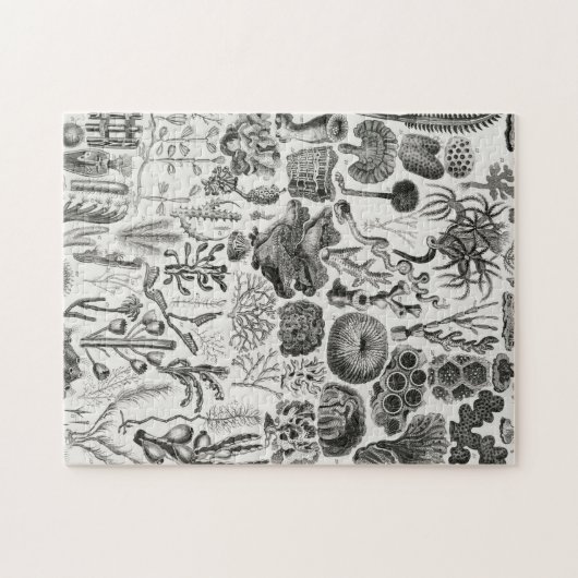 Fossil Coral Geology Minerals Polypi Legpuzzel (Horizontaal)