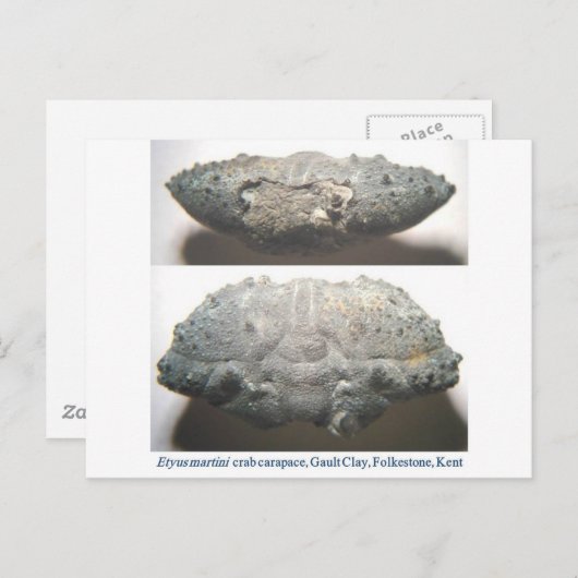 Fossil Crab Briefkaart (Voorkant / Achterkant)